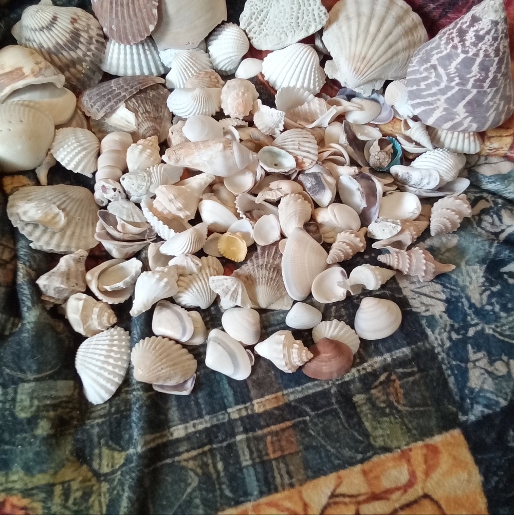 #009 Assorted Natural Sea Shells